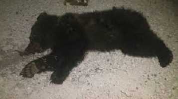 Νεκρή αρκούδα πυροβολημένη με κυνηγετικό όπλο