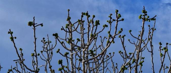 Βγήκαν τα… σύκα, μέσα στον χειμώνα! (εικόνες)