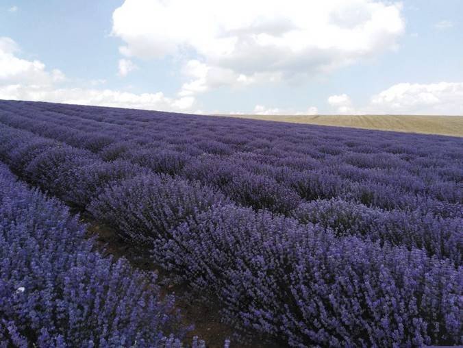 Αίτημα για  έκτακτη στήριξη των γεωργών του τομέα της καλλιέργειας ελίχρυσου και μελισσόχορτου, που πλήττονται από την πανδημία COVID-19.
