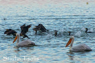 Η γρίπη των πτηνών “χτύπησε” τους πελεκάνους της Λίμνης της Καστοριάς