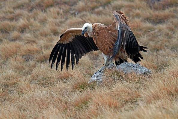 Καστοριά: Κρούσμα γρίπης των πτηνών σε άγριο πτηνό