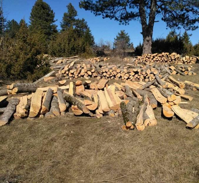 Καστοριά: Σύλληψη για λαθροϋλοτομία