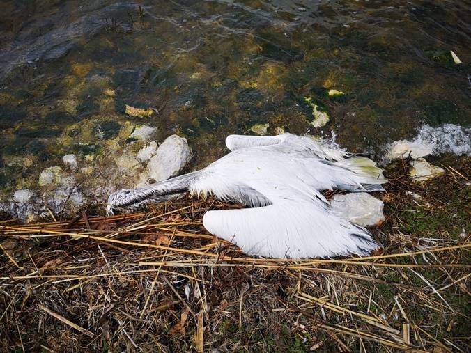 23 νεκροί πελεκάνοι από την γρίπη των πτηνών στην Λίμνης της Καστοριάς