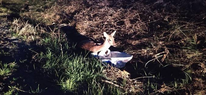 Νεστόριο: Γέφυρα σωτηρίας  για την διάσωση τραυματισμένου Ζαρκαδιού