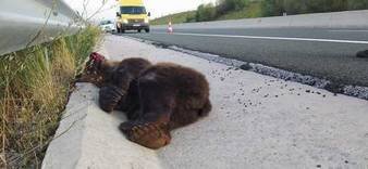 Tροχαίο με νεκρή αρκούδα στην Εγνατία – Κινδύνεψε  ο οδηγός – καταστράφηκε το αυτοκίνητο