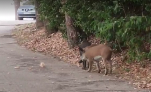 Καστοριά: Δύο αγριογούρουνα έκαναν βόλτα στην γυρολιμνιά (βίντεο)