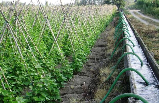 Κοντά σε ολική απώλεια παραγωγής φασολιών λόγω της κακοκαιρίας σε Καστοριά και Πρέσπες