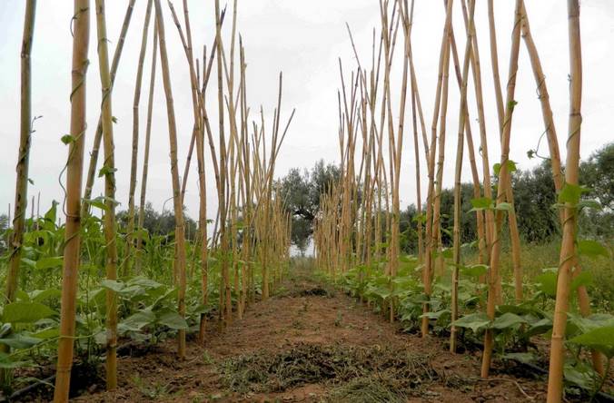 Η καλλιέργεια του καλαμωτού φασολιού εκπέμπει SOS