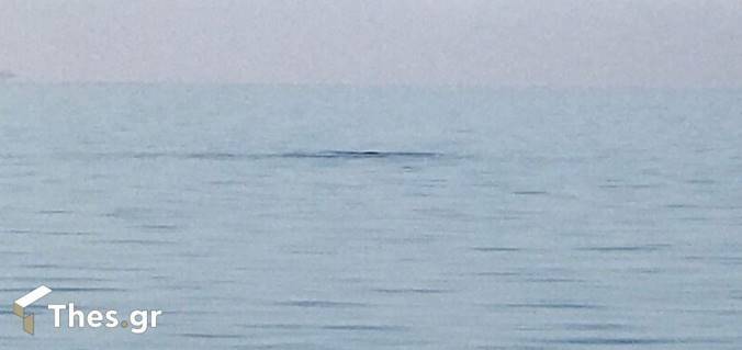 Θεσσαλονίκη: Φώκια έφτασε δίπλα στον Λευκό Πύργο κι άρχισε τα παιχνίδια (ΒΙΝΤΕΟ)