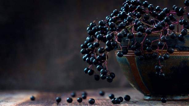 190905214741_aronia_berries-1280x720-1024x576 (1)