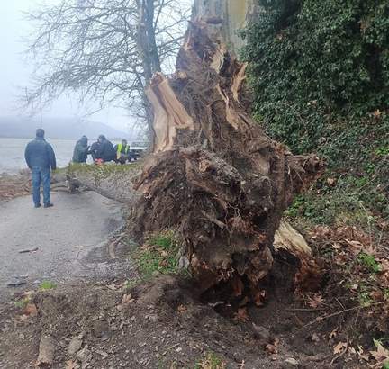 Πτώση δέντρου στον γύρο της λίμνης κοντά στην Μαυριώτισσα