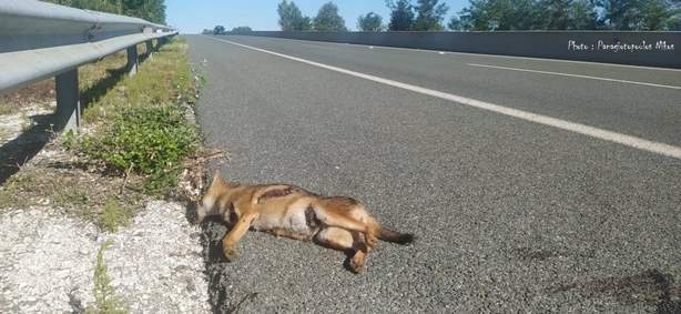 Ατύχημα με τσακάλι στην Καστοριά (Του Νίκου Παναγιωτόπουλου)