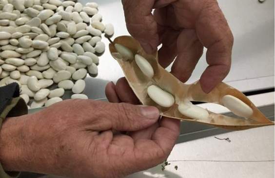 Αποζημιώσεις 530 ευρώ το στρέμμα για γίγαντες και 420 για φασόλια πλακέ αναμένουν στην Καστοριά