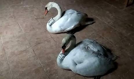 Καστοριά: Άδοξο τέλος για τους ερωτευμένους κύκνους