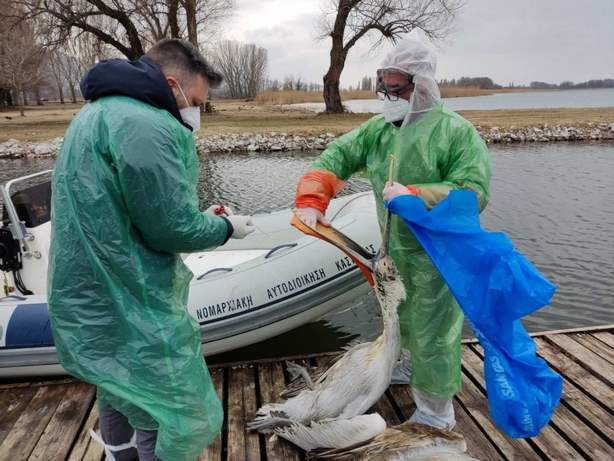 Λίμνη Καστοριάς: Ξεκίνησε η περισυλλογή των νεκρών πτηνών (φώτο -βίντεο)