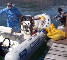 Νίκος Παναγιωτόπουλος: Πέμπτη μέρα και τελευταία, της περισυλλογής νεκρών αργυροπελεκάνων από τη λίμνη της Καστοριάς