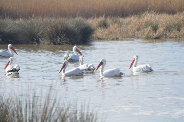 Ανίχνευση του ιού της γρίπης των πτηνών σε κύκνους στην Π.Ε. Καστοριάς.