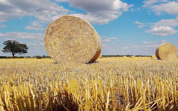 Επισιτιστική ασφάλεια: Προβληματισμός στην αγορά – Πλήρης επάρκεια σε σιτάρι