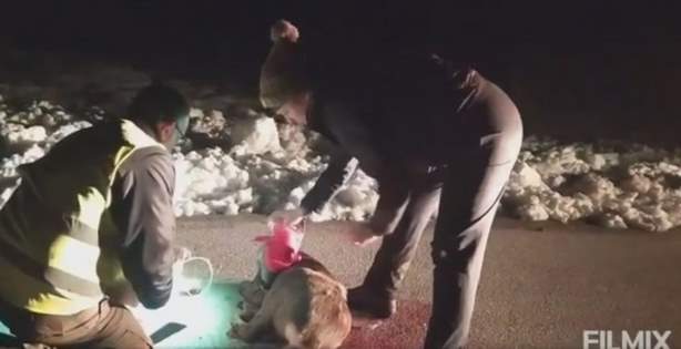 Καστοριά:  Ακόμα ένα ατύχημα με ζαρκάδι