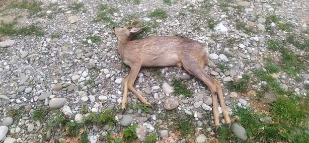 Τροχαίο με θύμα ζαρκάδι στον δρόμο Καστοριάς – Φλώρινας