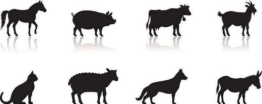 Ξεκινά το πρόγραμμα διαχείρισης νεκρών ζώων από την ΠΕ Κοζάνης- Ενημέρωση κτηνοτρόφων