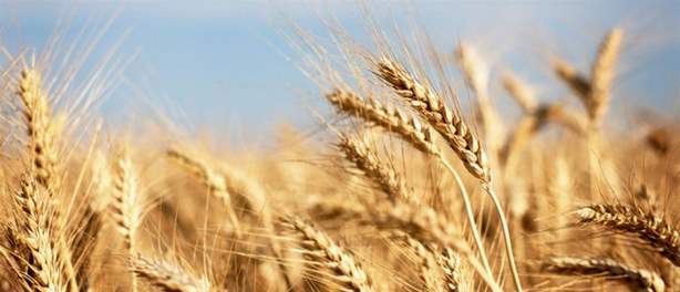 Ουκρανία – ΕΕ: Ανησυχία για τα εγκλωβισμένα σιτηρά