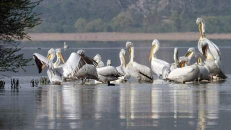 «Διαχείριση της Γρίπης των Πτηνών σε αργυροπελεκάνους των λιμνών Μικρής Πρέσπας, Χειμαδίτιδας και Ζάζαρης της ΠΕ Φλώρινας»