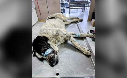 Μάχη τσομπανόσκυλου με λύκο στη Βυσσινιά Καστοριάς  (φωτο)