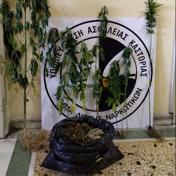 Καστοριά: Σύλληψη 47χρονου  για καλλιέργεια 7 δενδρυλλίων κάνναβης