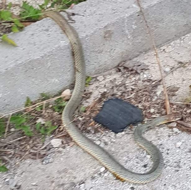 Καστοριά – Χλόη: Μας έπνιξαν τα χόρτα… μας έζωσαν τα φίδια!