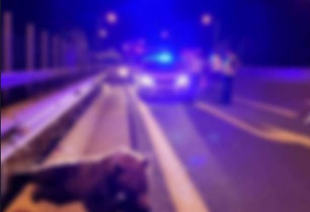 Αρκούδα συγκρούστηκε με Ι.Χ., στην Εγνατία Οδό, 1οχλμ Γρεβενών – Κοζάνης