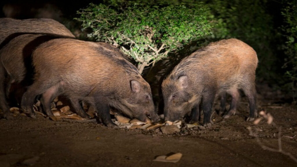 Ο «πόλεμος» του αγριογούρουνου στην Ελλάδα: 600.000 σε όλη τη χώρα
