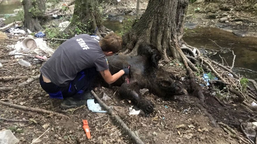 Θηριωδία στη Φλώρινα: Πυροβόλησαν και σκότωσαν 3 αρκούδες – Η μία θήλαζε ακόμη τα μωρά της!