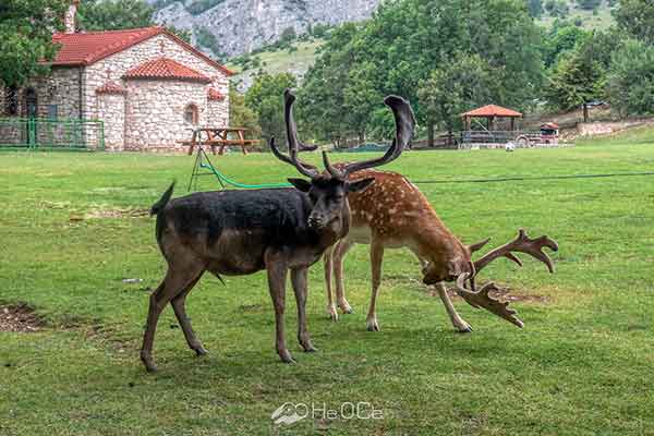 Ελάφια Ντάμα-Ντάμα – Άγιος Παντελεήμονας Κοζάνης