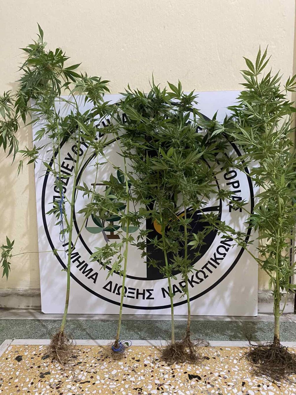 Καστοριά: Σύλληψη 49χρονου για καλλιέργεια 5 δενδρυλλίων κάνναβης