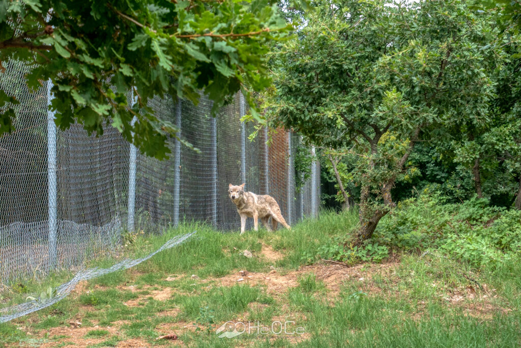 Κέντρο Προστασίας Λύκου & Λύγκα