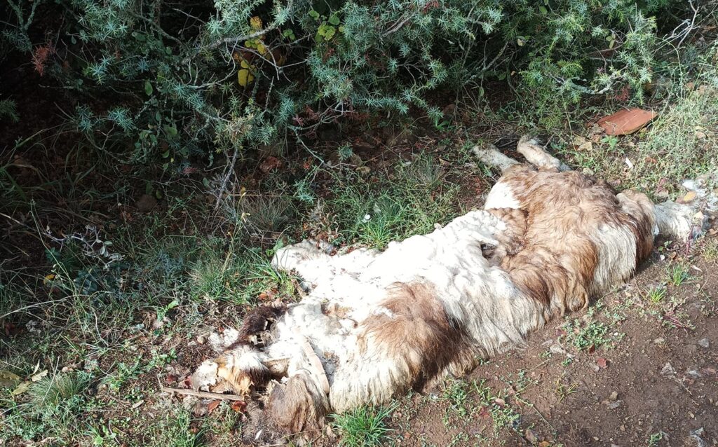 Πυροβολημένα σκυλιά σε χωριό της Καστοριάς