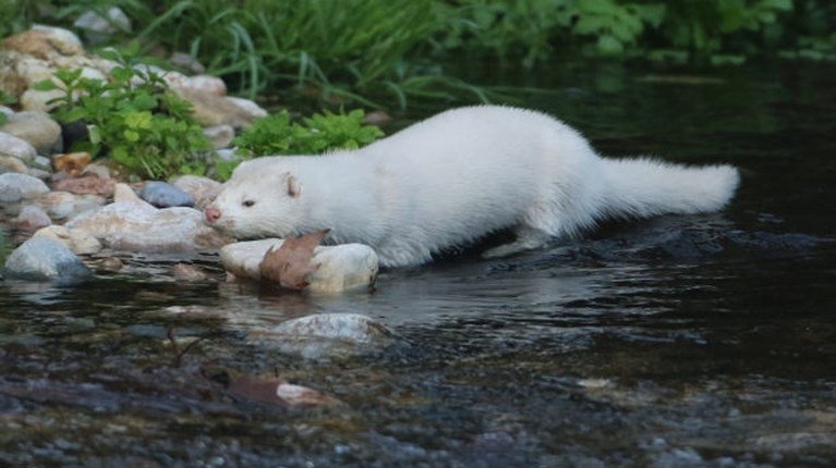 Απίστευτο: Βρέθηκε… μινκ στο ποτάμι του Κηφισού [εικόνες]