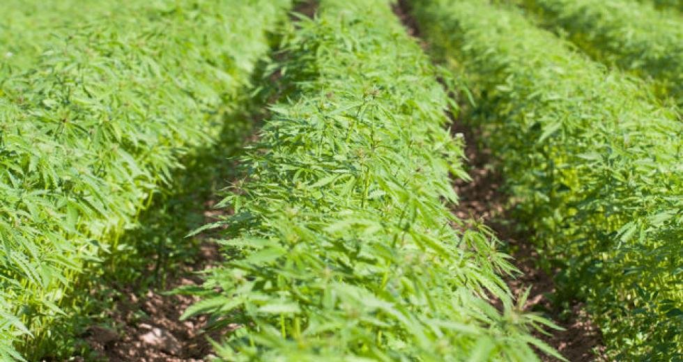 Γκρίζες Ζώνες: Δημοτική Σύμβουλος με… φούντες 66 καρατίων