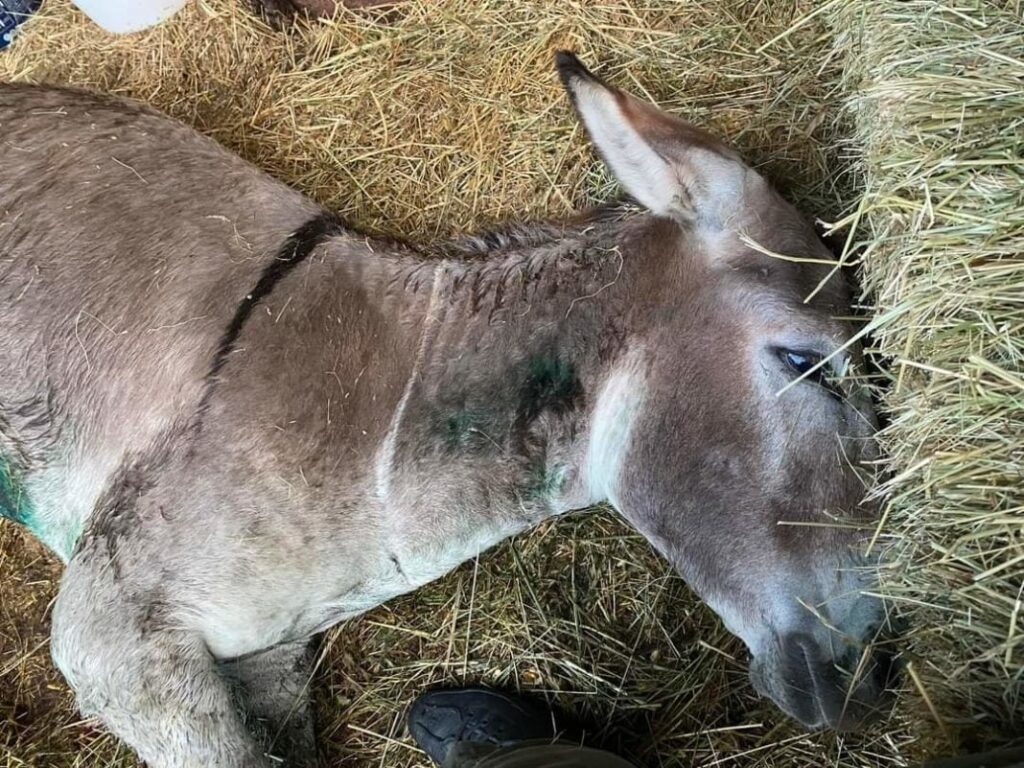 Για κακούργημα παραπέμπεται ο πρώην αντιδήμαρχος Ζίτσας που κακοποίησε το γαϊδουράκι
