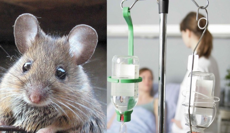 Τι είναι η «λεπτοσπείρωση» από την οποία πέθανε 57χρονος στη Ζάκυνθο – Πώς μεταδίδεται και τα συμπτώματα