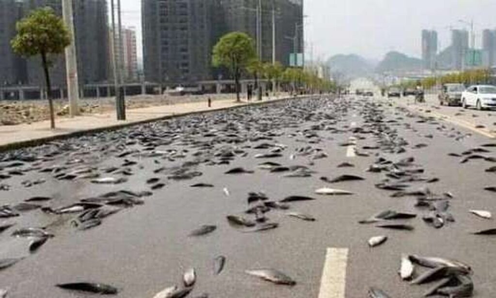 «Άνοιξαν οι ουρανοί» και «έβρεξε» ψάρια στην Αυστραλία – Γέμισαν οι δρόμοι πέρκες