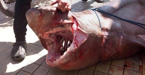 Δικογραφία σε βάρος των ψαράδων που σκότωσαν καρχαρία (Video/Photo)