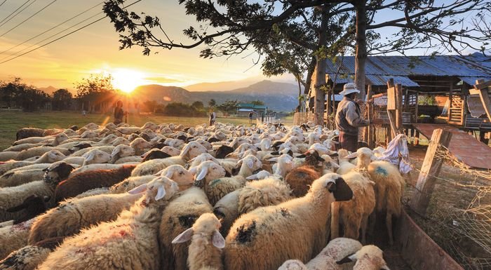 ΣΥΡΙΖΑ Καστοριάς: Η ΝΔ “σταυρώνει” κτηνοτρόφους και κρεοπώλες και “ανασταίνει” 5-6 κολλητούς της