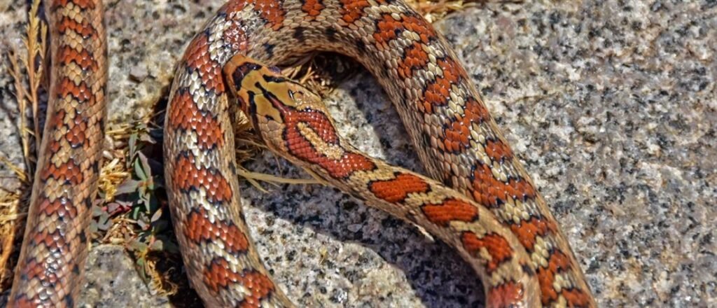 Θεσσαλονίκη: φίδι δάγκωσε 39χρονη  ερπετολόγο σε σχολείο