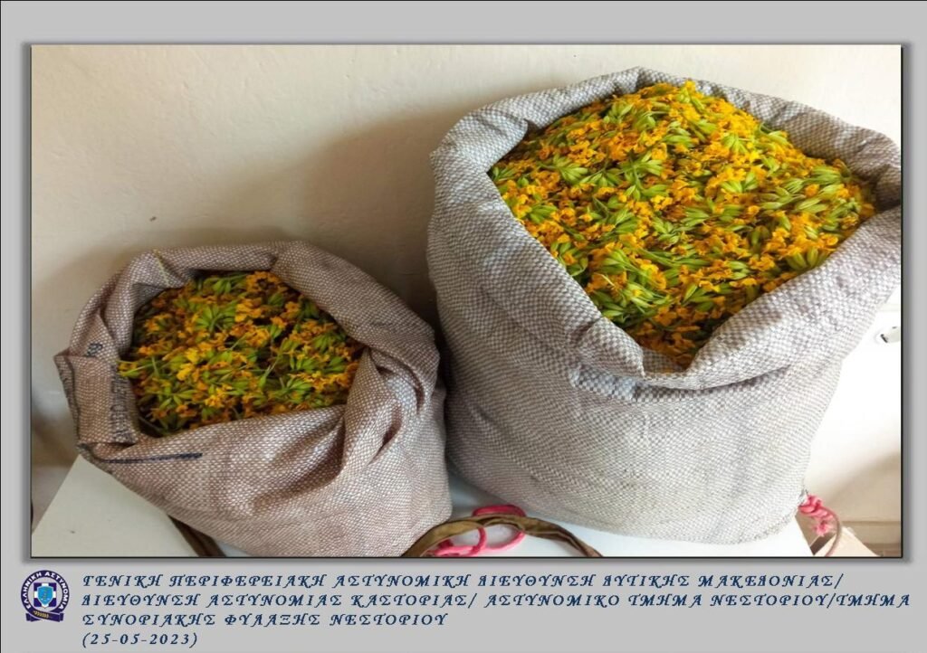 Καστοριά: Σύλληψη για λαθροϋλοτομία στον Γράμμο