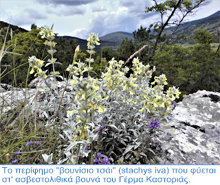 Ανάβαση σε βουνό του Γέρμα Καστοριάς, όπου φύεται το περίφημο “βουνίσιο τσάι”. Σάββατο 10 Ιουνίου 2023.