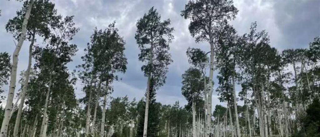 Τους ήχους που παράγει το μεγαλύτερο δέντρο στον κόσμο κατέγραψαν ερευνητές