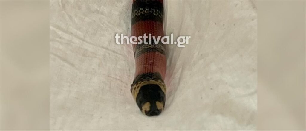 Φίδι σε λεωφορείο του ΚΤΕΛ  Φλώρινας προκάλεσε πανικό (εικόνες)