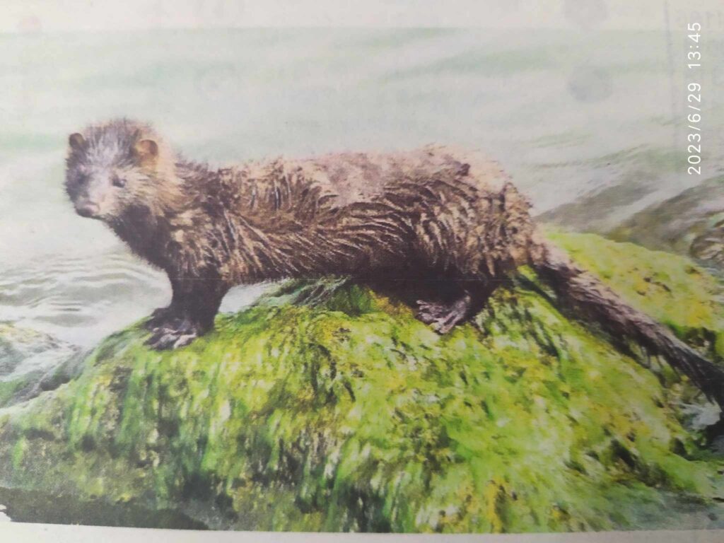 Καστοριά: Αγέλες μινκ ρημάζουν οικόσιτα και ορνιθοπανίδα – Εκατομμύρια σε Πρόγραμμα  με εταίρο την Ομοσπονδία Γούνας!